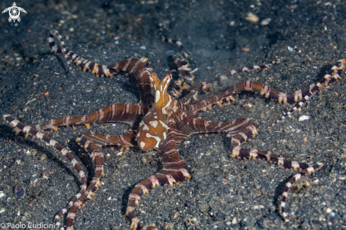 A Wunderpus