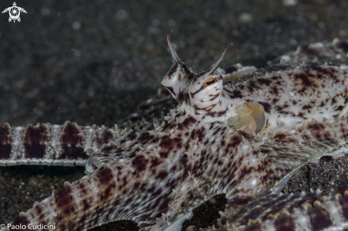 A Mimic Octopus