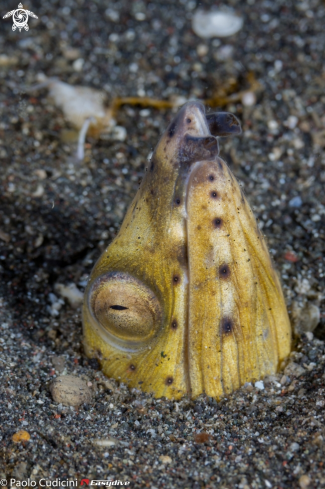 A Ophichthus cephalozona  | Blacksaddle Snake Eel