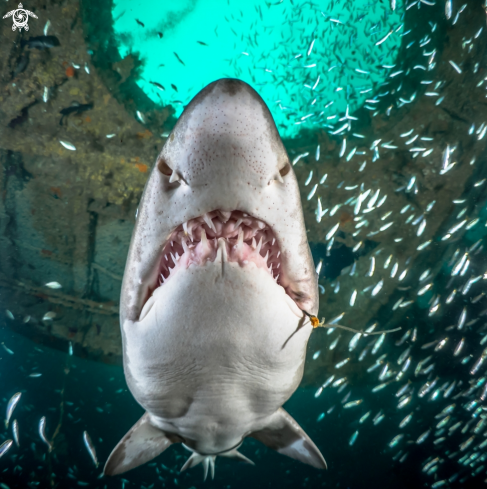 A Sand Tiger Shark