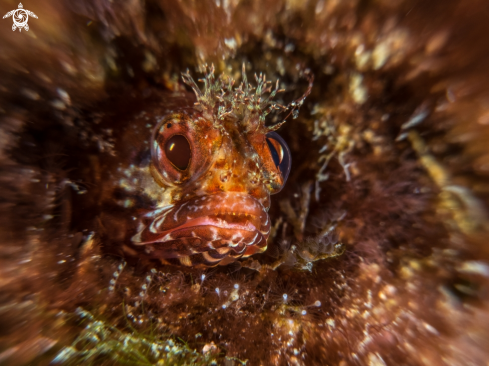 A Fringehead