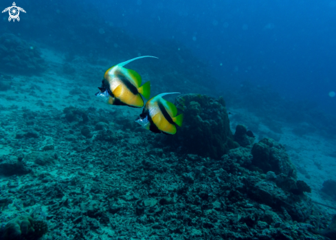 A Chaetodontidae | Butterfly Fish