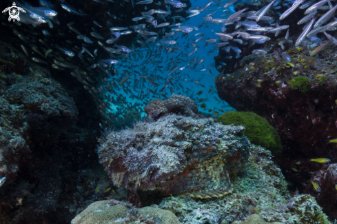 A Stonefish