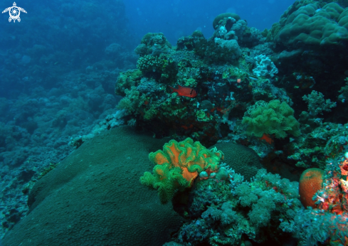 A CORAL REEFS