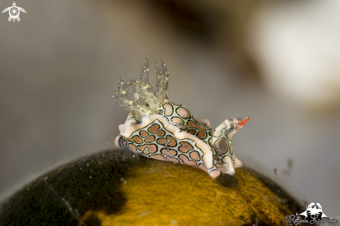 A Hipnotic nudi