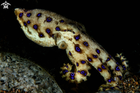 A Blue-ringed octopus