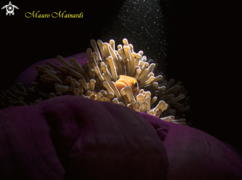 A Clownfish and anemone