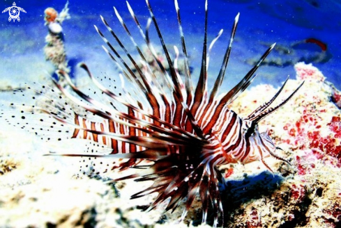 A Lionfish 