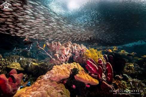 A School of Sardines