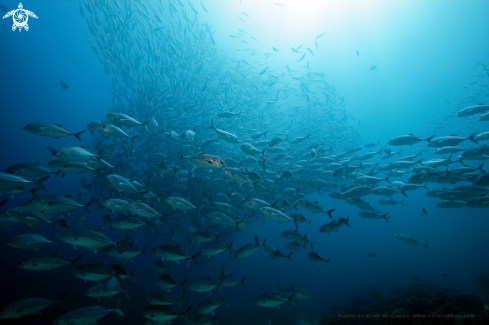 A Bigeye Makrel