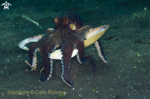 A octopus