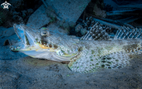 A Crocodile Fish