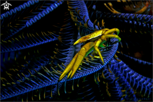 A Allogalathea elegans  | Feather star squat lobster 