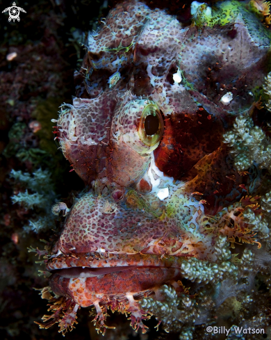 A Scorpionfish