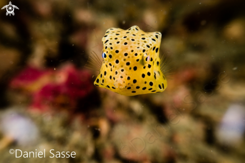 A Ostracion cubicus | Yellow Boxfish