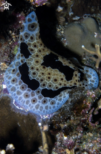 A Red Sea nudi