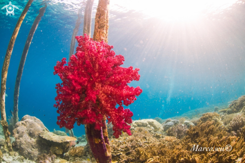 A Soft coral