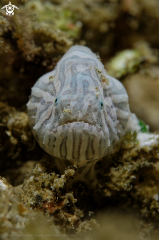 A psychedelic frogfish baby