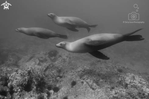 A California sea lion