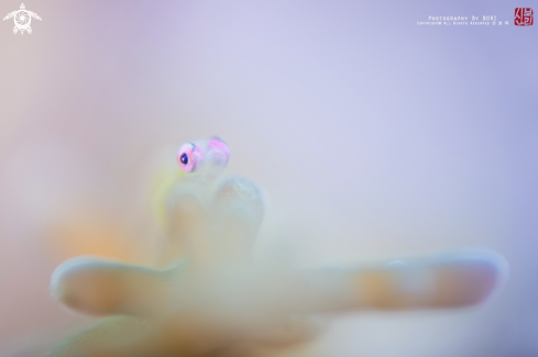 A Pinkeye Goby