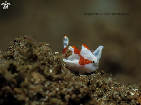 A Juvenile Frogfish