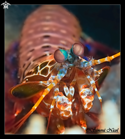 A mantis shrimp