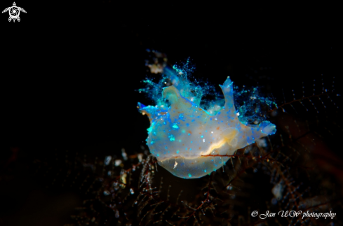 A Nudi Branch 