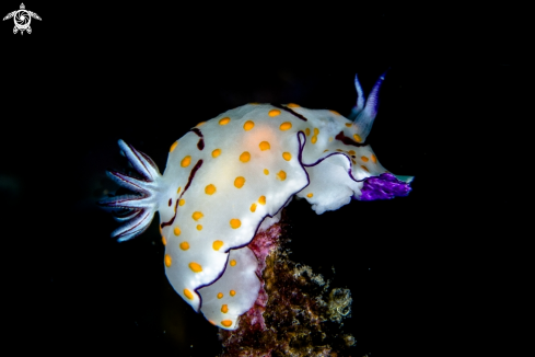 A nudi | on the top 