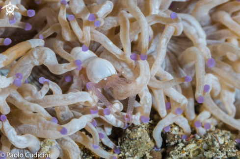 A Hamopontonia corallicola | Egg Shell Shrimp
