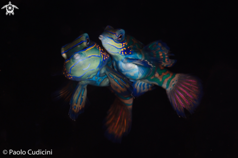 A Mandarin Fish