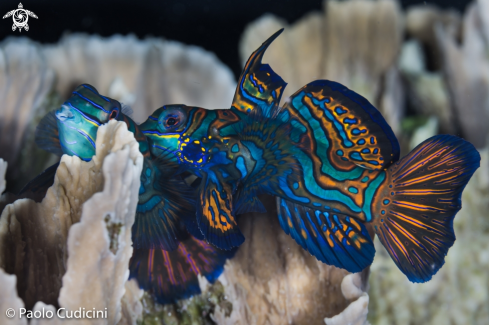 A Synchioropus splendidus | Mandarin Fish