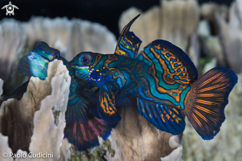 A Mandarin Fish