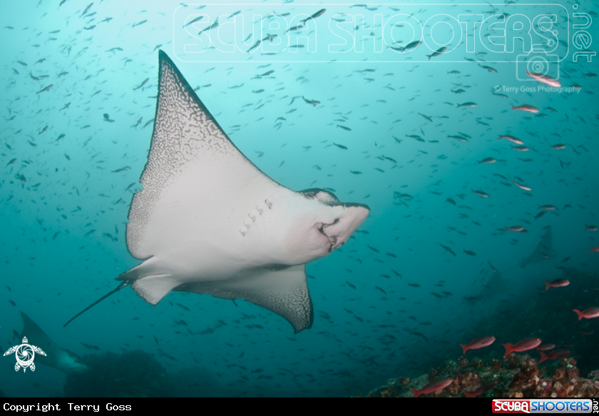 A spotted eagle ray