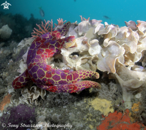 A Plectaster decanus | Mosaic sea star