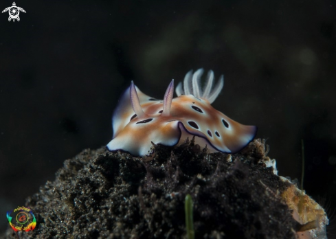 A Goniobranchus leopardus | Leopard nudibrach