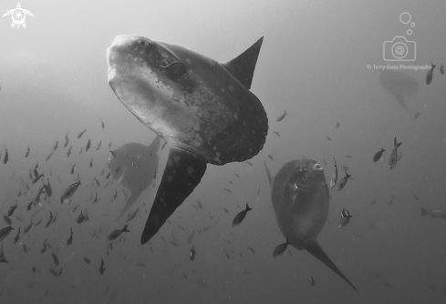 A Mola mola | Pacific sunfish/mola mola