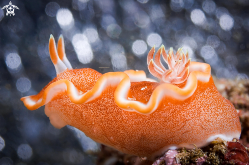 A Glossodoris rufomarginata | NUDIBRANCH