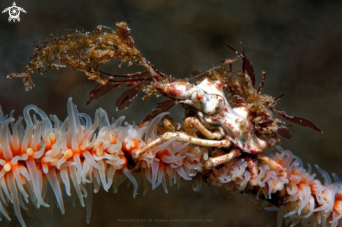 A Mickey mouse shrimp