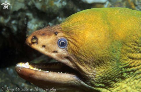 A Green Moray Eel