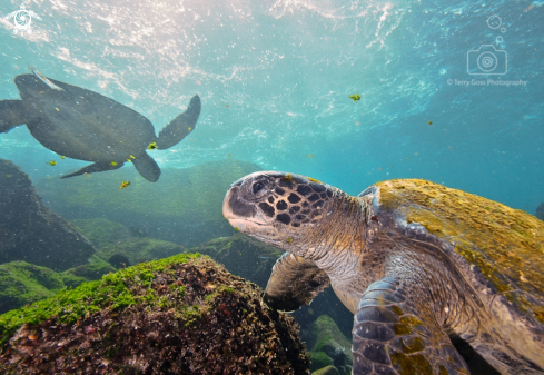 A green sea turtle