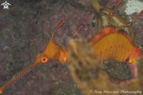 A Weedy Seadragon