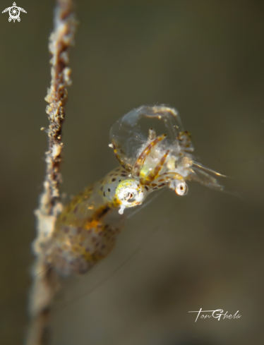 A Idiosepius paradoxus | Pygmy Squid