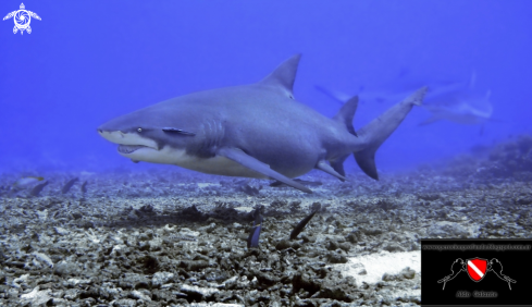 A Lemon Shark