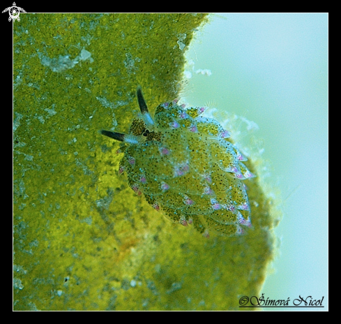 A Costasiella