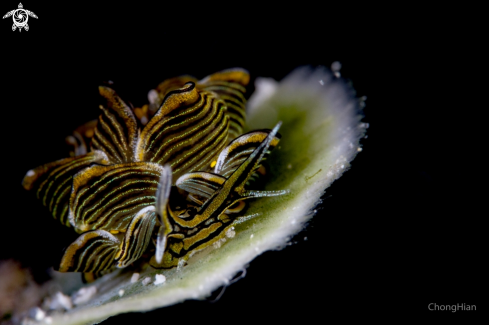 A Cyerce Nigra | Tiger Butterfly Nudibranch