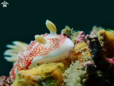 A Goniobranchus reticulatus | Nudibranch