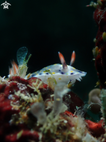 A Nudibranch