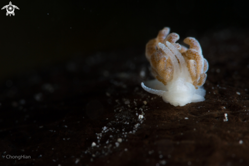 A Nudibranch