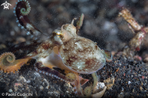 A Amphioctopus marginatus | Coconut Octopus