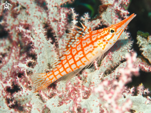 A The Longnose Hawkfish